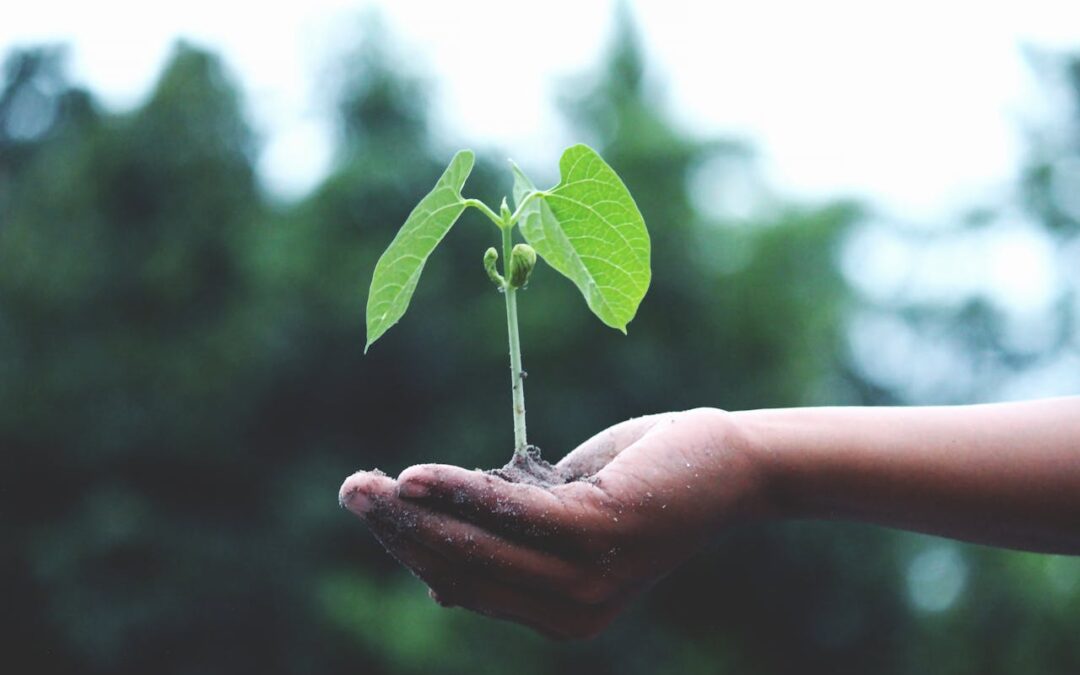 What is Organic SEO?